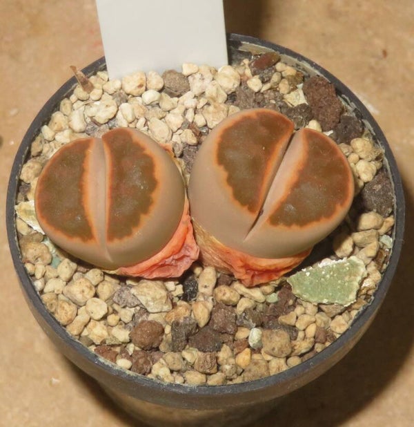 Lithops karasmontana cv Ironstone