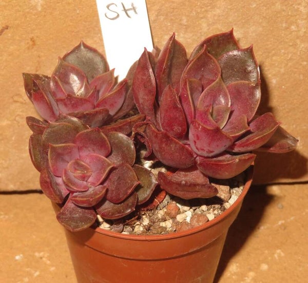 Echeveria cv Sahara