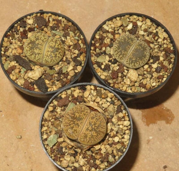 Lithops lesliei var. venteri