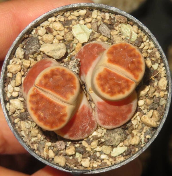 1x Lithops karasmontana Top Red