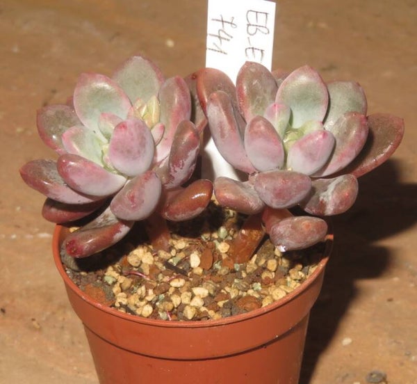 X Echeveria cv Polar Heart - 2 Blätter / Blattstecklinge