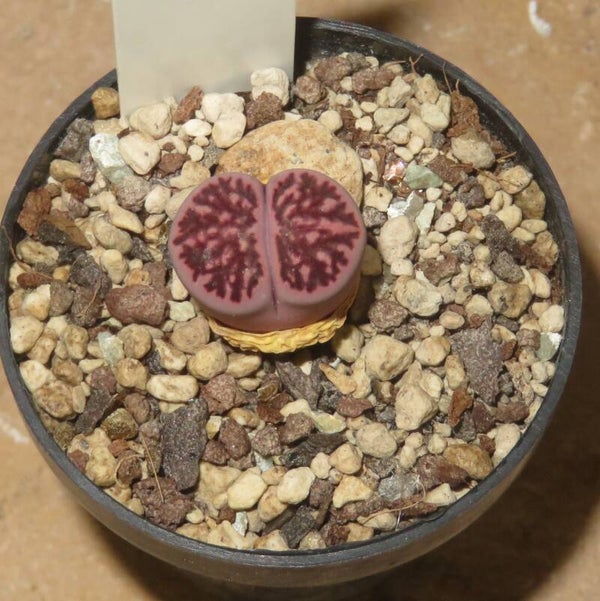 Lithops julii cv Kikushogiyoku Purple