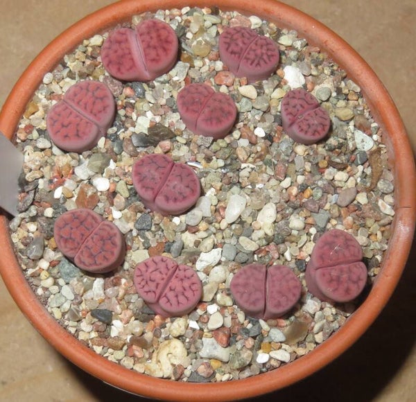 10x Lithops karasmontana ssp. eberlanzii cv Purple