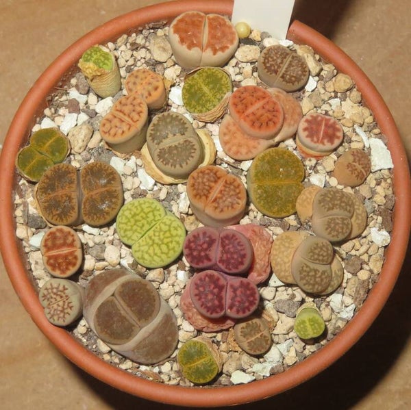 20er Lithops Mix