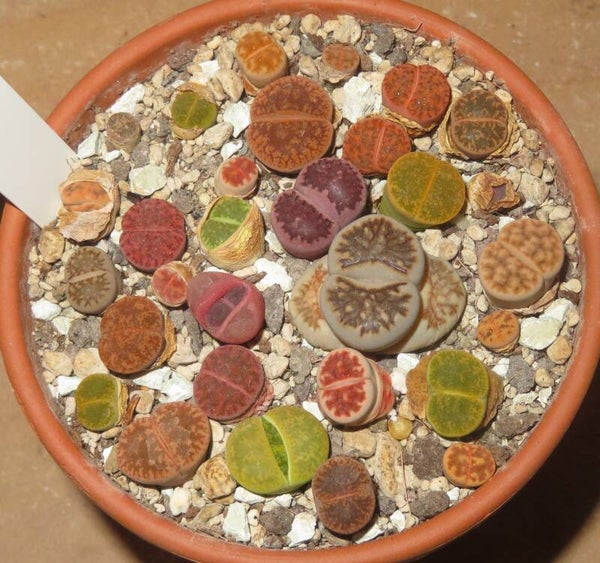 20er Lithops Mix
