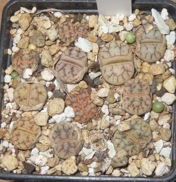 10x Lithops werneri C188