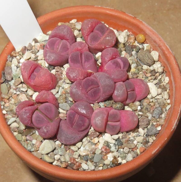 10x Lithops optica Rubra C081A