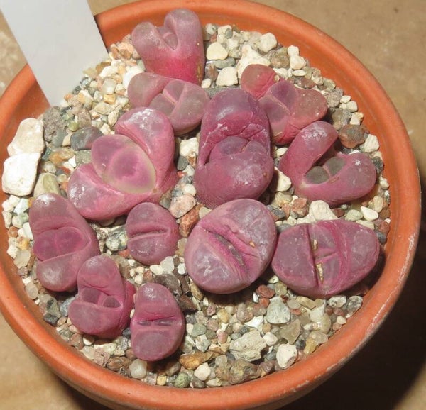10x Lithops optica Rubra C081A