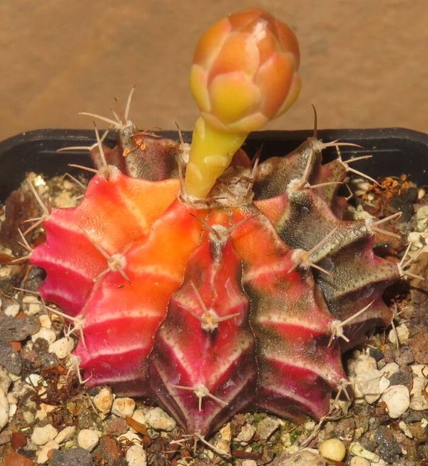 Gymnocalycium mihanovichii cv Hibotan-Nishiki variegata