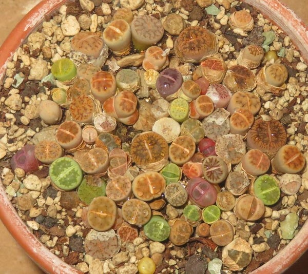 Ca. 65er Lithops Mix