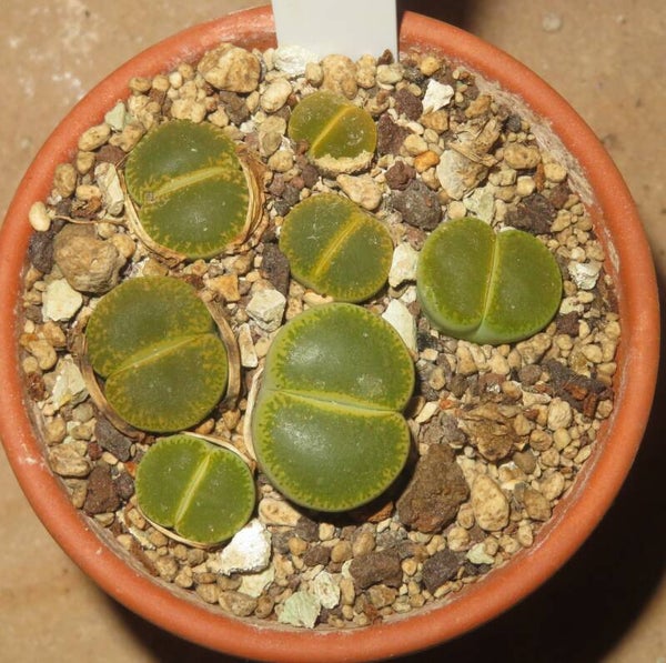 6x Lithops lesliei cv Green Top