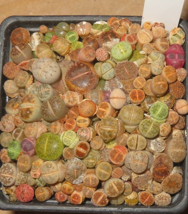 Ca. 100er Lithops Mix