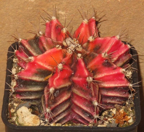 Gymnocalycium mihanovichii cv Hibotan-Nishiki variegata