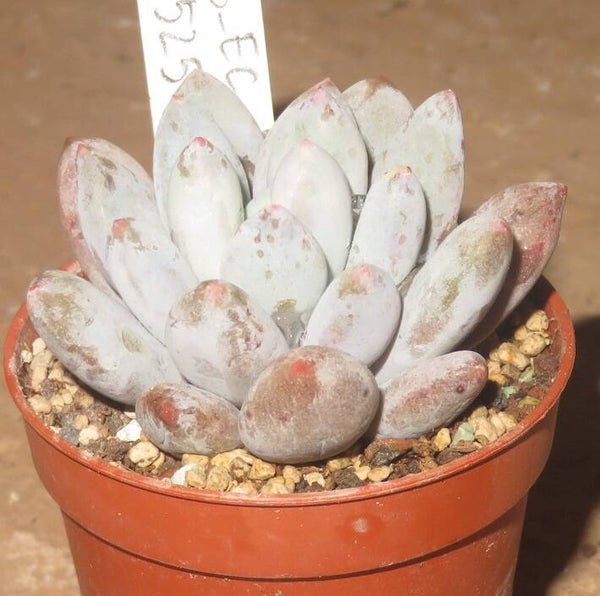 Echeveria cv VENUS II - 2 Blätter / Blattstecklinge