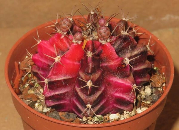 Gymnocalycium mihanovichii cv Hibotan-Nishiki variegata - Erdbeerkaktus
