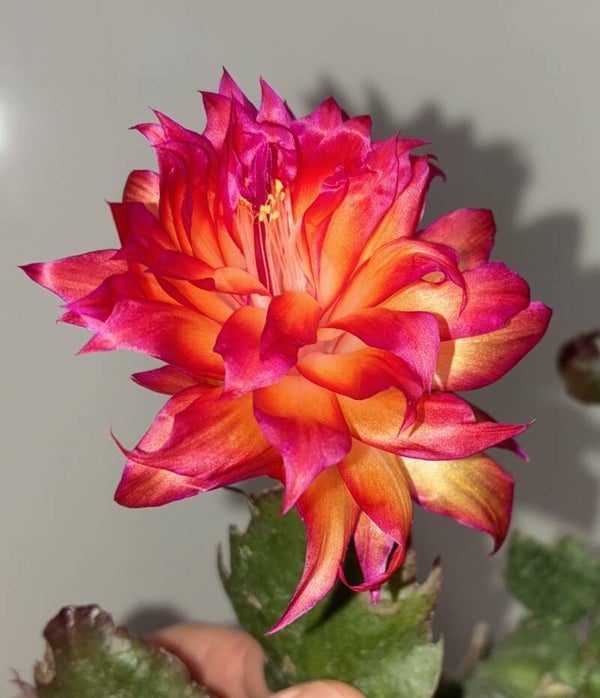Schlumbergera cv Triple Star - STECKLING Weihnachtskaktus