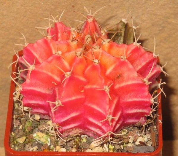 Gymnocalycium mihanovichii cv Hibotan-Nishiki variegata