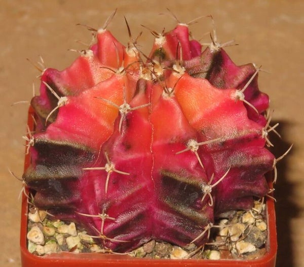 Gymnocalycium mihanovichii cv Hibotan-Nishiki variegata