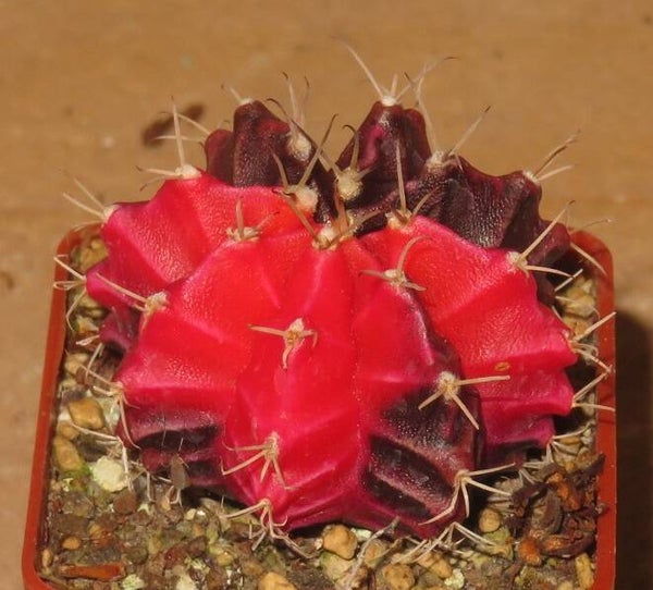 Gymnocalycium mihanovichii cv Hibotan-Nishiki variegata - Erdbeerkaktus