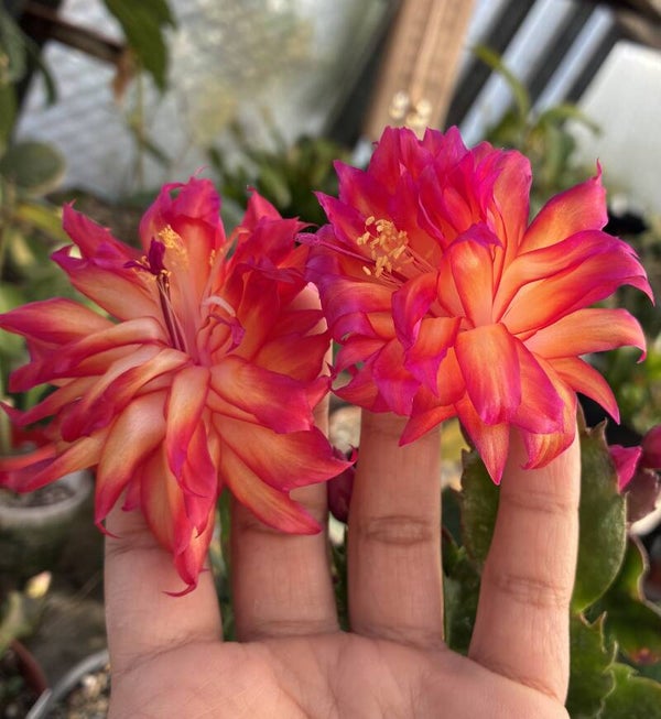 Schlumbergera cv Triple Star  – Weihnachtskaktus Blattkaktus