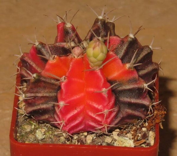 Gymnocalycium mihanovichii cv Hibotan-Nishiki variegata