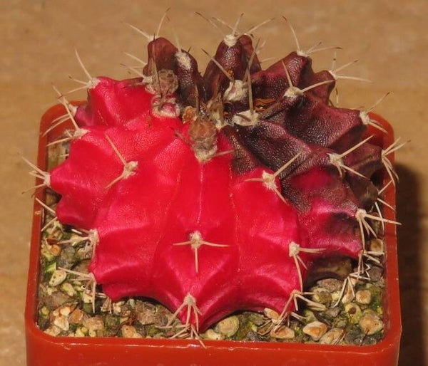 Gymnocalycium mihanovichii cv Hibotan-Nishiki variegata