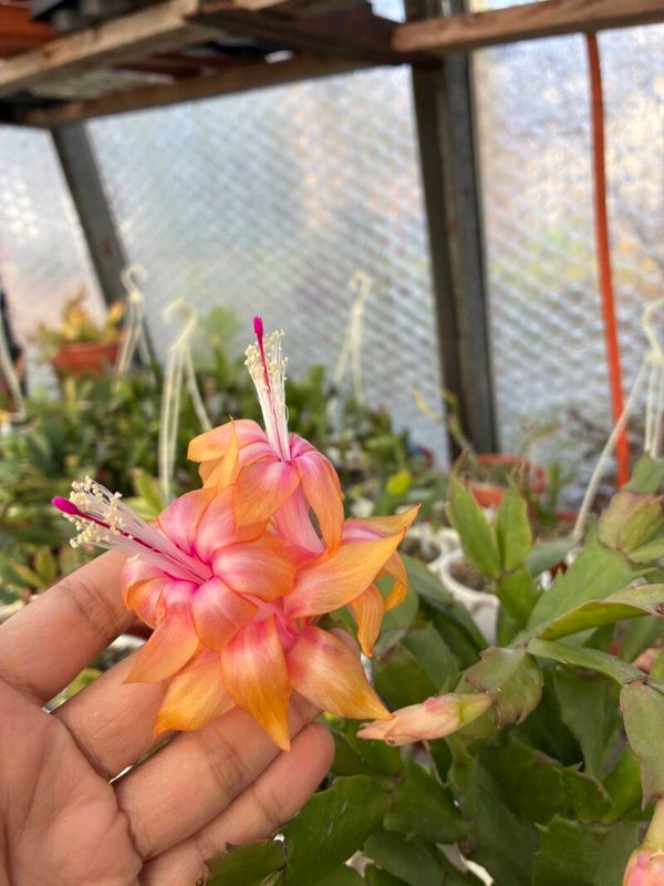 Schlumbergera cv Triana STECKLING – Weihnachtskaktus