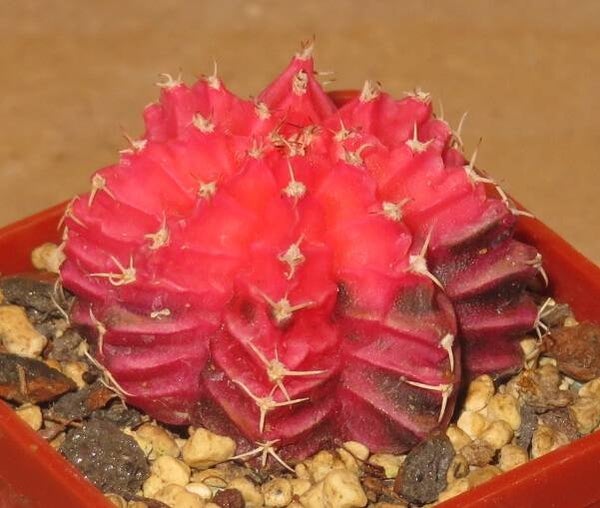 Gymnocalycium mihanovichii cv Hibotan-Nishiki variegata