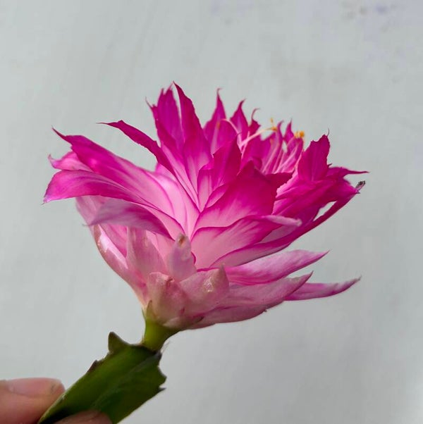 Große Pflanze Schlumbergera cv AN040 gefüllte Blüte – Weihnachtskaktus