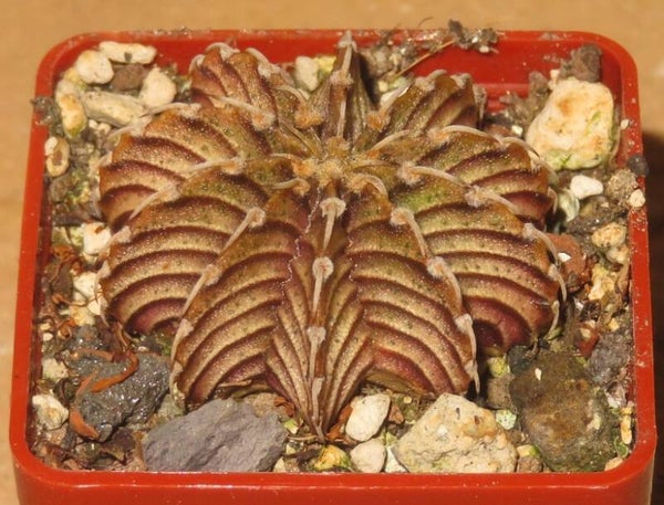 Gymnocalycium friedrichii LB2178 Agua Dulce