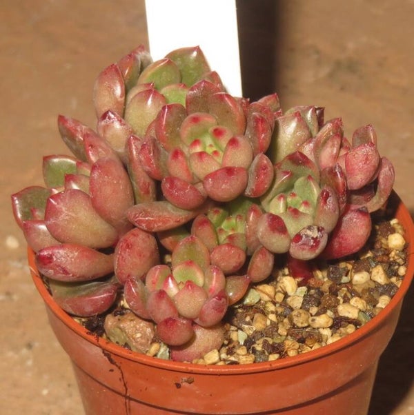 Graptoveria cv BASHFUL - 2 Blätter / Blattstecklinge
