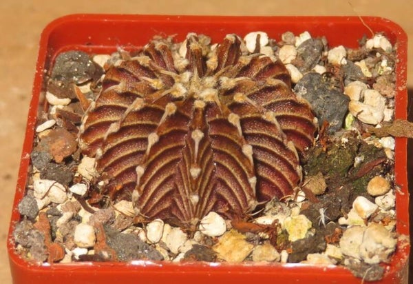 Gymnocalycium friedrichii LB2178 Agua Dulce