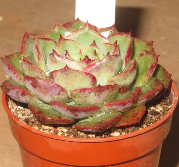 Echeveria cv Dancing Bird - 2 Blätter / Blattstecklinge