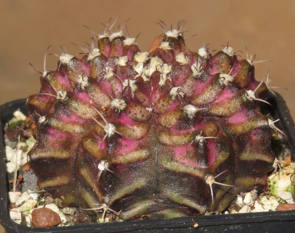 Gymnocalycium cv T-Lux x T-Rex Hybrid variegata