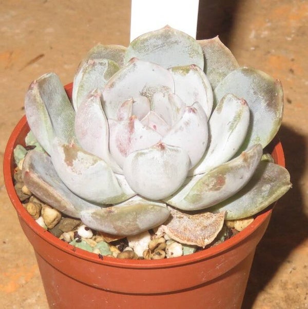 Echeveria cv Snow Bunny - 2 Blätter / Blattstecklinge