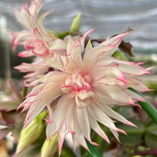 Schlumbergera cv AN057 STECKLING