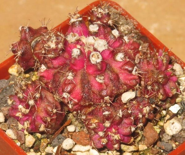 Gymnocalycium cv T-Lux x T-Rex Hybrid variegata