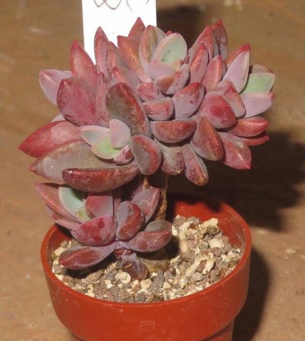 Echeveria cv Rezry - 2 Blätter / Blattstecklinge