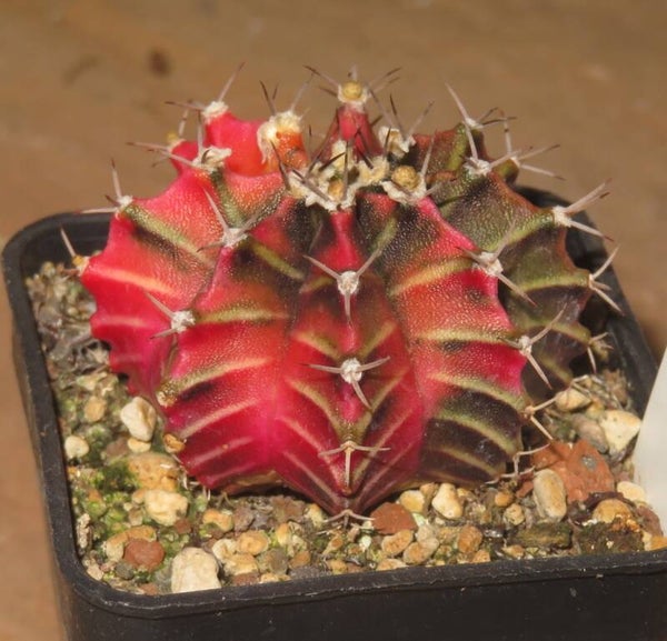 Gymnocalycium mihanovichii cv Hibotan-Nishiki variegata