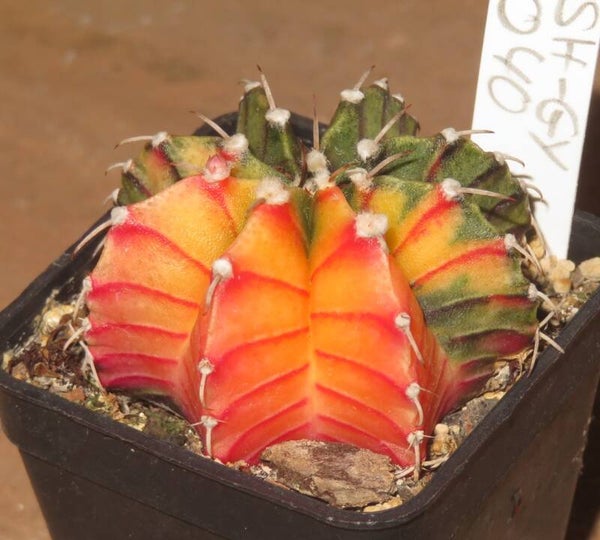 Gymnocalycium friedrichii cv LB2178 Hybrid variegata