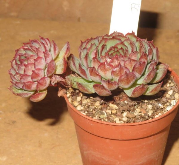 Echeveria cv Karin - 2 Blätter / Blattstecklinge