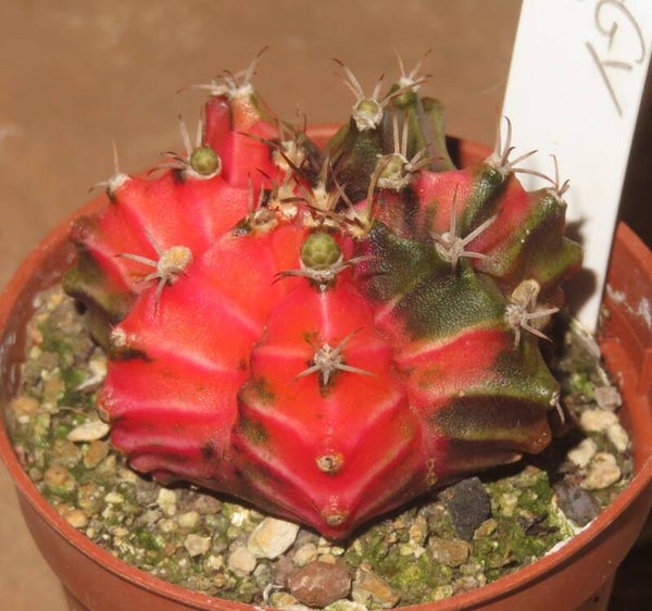 Gymnocalycium mihanovichii cv Hibotan-Nishiki variegata