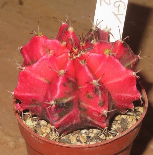 Gymnocalycium mihanovichii cv Hibotan-Nishiki variegata