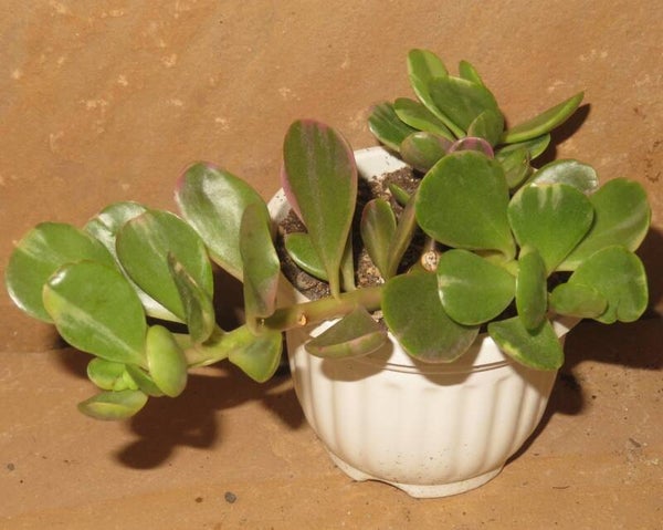 Senecio jacobsenii variegata