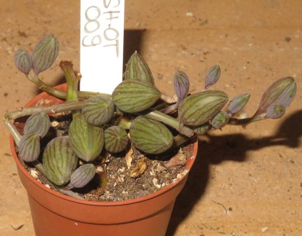 Curio citriformis - Tränenkette