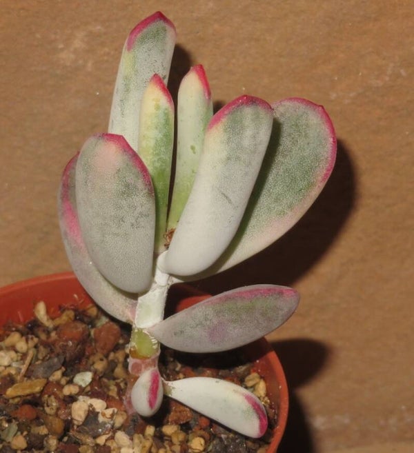 Cotyledon flanaganii variegata