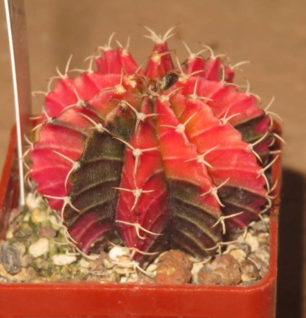 Gymnocalycium friedrichii cv LB2178 Hybrid variegata