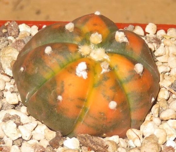 Astrophytum asterias cv Chocolate variegata