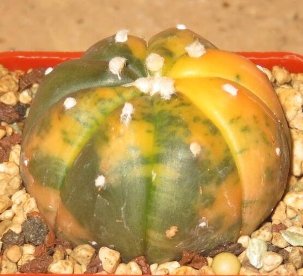 Astrophytum asterias nudum cv Ruri Kabuto variegata