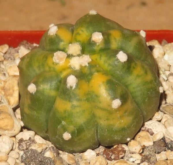 Astrophytum asterias nudum cv Ruri Kabuto variegata